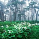 서총대친림연회도 이미지