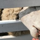 동문목장 이미지