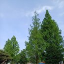 여주 마조렐글램핑리조트 | 여주 마조렐 글램핑 리조트! 고기쿰척, 두근두근 상견례!! 여주 청기와한정식(24.05.25~26)