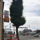 못난이꽈배기 홍성점 이미지