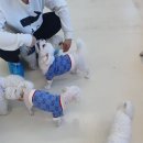 아르멍미르멍 이미지