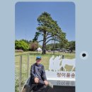 속리산 정이품 소나무2026,4,26, 이미지