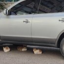 서울옥 화성팔탄점 이미지