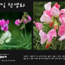 스위트피 이미지