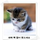 나비야 이미지