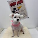 사랑옵개 이미지