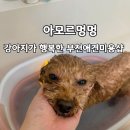 목화유치원 | 부천애견미용 아모르멍멍, 강아지 스파 대만족 후기