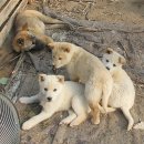 행복한 강아지 이미지