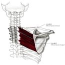 약초아카데미4강 - 관절에 좋은 약초 | 팔다리,목뼈와 등뼈의 운동계 손상 증후군(셜리샤먼)_#힐링무브 #북리뷰강의 [4강] 복습&amp;후기_#근육편