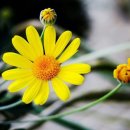 노랑노랑 이미지