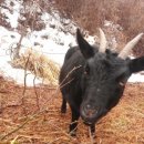 소가산농장 이미지