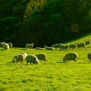 선정목장 이미지