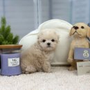 앙쥬펫 강아지분양 은평구점 이미지