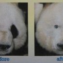 퍼피바게트 이미지