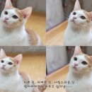 미묘 이미지
