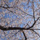 낙동강변 | 부산 강서구 벚꽃 명소 맥도생태공원 낙동강변 30리 벚꽃길 실시간 후기 (4/5기준) 🌸