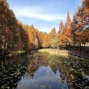 미원식당 | 청주 미원 미동산 수목원 단풍 산책 꿀팁 입장료와 애견동반 근처맛집까지 총정리