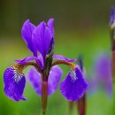 아이리스 이미지