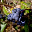 댕댕이루 이미지