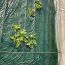 대광농장3 이미지