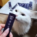 고양이 영양제 반려동물보감연구소 묘진단
