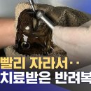 치과치료 받은 복어 이미지