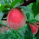 전원민박 이미지