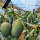 서홍농장 이미지