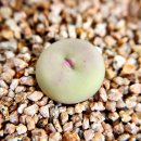 듀 💋 입술이 매력적인 코노피튬 칼큘러스 (conophytum calculus) 이미지