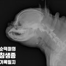 강북동물병원 | 침샘종 수술후기 강북구 24시 동물병원 루시드동물메디컬센터