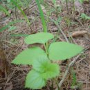 지리산야생삼 이미지