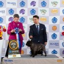 호야애견 이미지