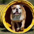 따라 애견학교 이미지