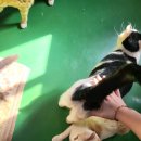 천사의집 | [나주천사의집] 유기동물 보호소 봉사 후기!