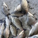 성호낚시터 이미지