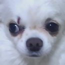 퍼스동물병원 이미지