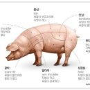 돼지짱