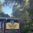 토마스101 | 샌프란 시스코 산호세 근교 여행 가볼만한 곳 헨리코웰 레드우드 주립공원