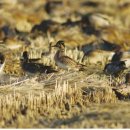 동림축산 이미지