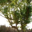 우정목장 이미지