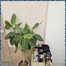 파머스영어학원 | 장곡동영어학원 파머스어학원 장현캠퍼스 후기