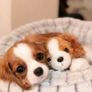 청량리 슬기 동물병원 이미지