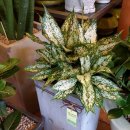 수림전국꽃배달 이미지