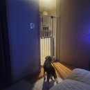 경동가축병원 | [공지] 강아지 아토피 알러지 개고생 완치후기 (한약 약욕, 입욕!)