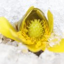 함양얼음 이미지