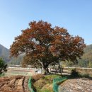 괴목주유소 이미지