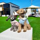 꼰띠고애견펜션 이미지