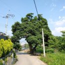 느티나무 이미지