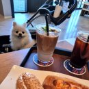 양촌애견 이미지