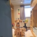 아프리카펫센터 이미지